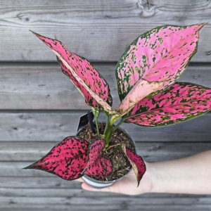 Aglanoema( Aglaonéma) ´SPICY PINK’ - výška 20-25 cm, kont. C1L